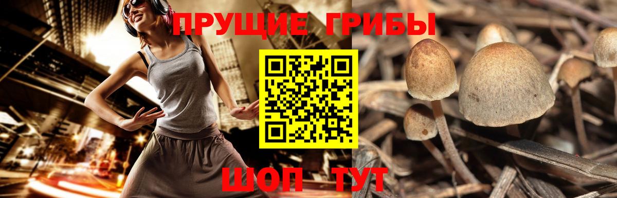Сочи  Псилоцибиновые грибы Psilocybe  Вход с VPN 